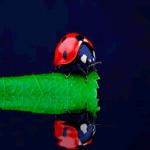 Gif Coccinelle 001
