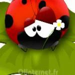 Gif Coccinelle 008
