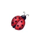 Gif Coccinelle 012