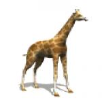 Gif Girafe 4