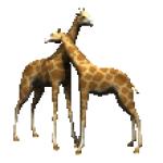 Gif Girafe Calin