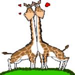 Gif Girafes Amoureuses Enlacees