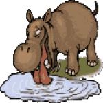 Gif Hippopotame 8