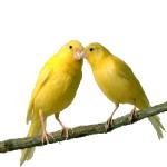 Gif Oiseau Couple 001