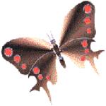 Gif Papillon 8