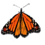 Gif Papillon Orange