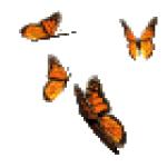 Gif Papillons Oranges