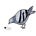 Gif Pigeon 002