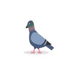 Gif Pigeon 003