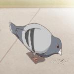 Gif Pigeon 005