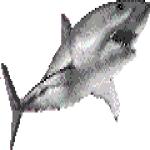 Gif Requin 8