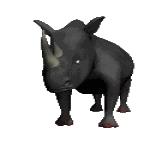 Gif Rhinoceros Noir 2