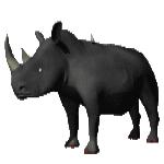 Gif Rhinoceros Noir 3