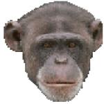Gif Chimpanze Clin D Oeil